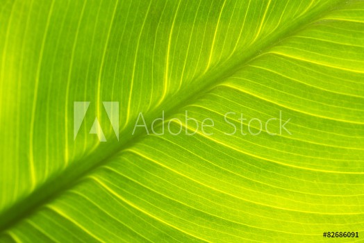 Picture of Leaf texture